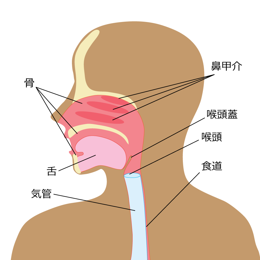 胃カメラを理解する咽頭解剖図